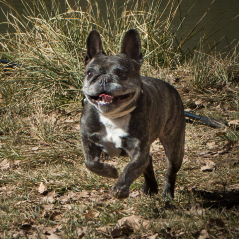 Sessions fotogràfiques a animals de companyia - Sesiones fotografía a animales de compañia