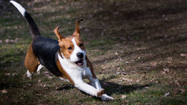 Sessions fotogràfiques a mascotes - Sesiones fotografía a mascotas