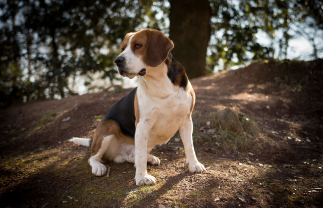 Sessions fotogràfiques a mascotes - Sesiones fotografía a mascotas