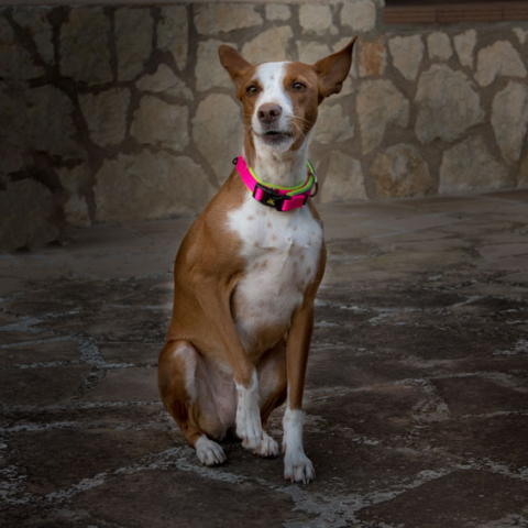 Sessions fotogràfiques a mascotes - Sesiones fotografía a mascotas