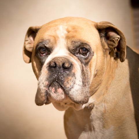 Sessions fotogràfiques a mascotes - Sesiones de fotografía a mascotas